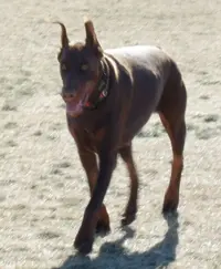 Gemma 11 mo from front.webp