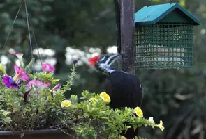 Young pileated at suet by flowers Aug 31 19.webp