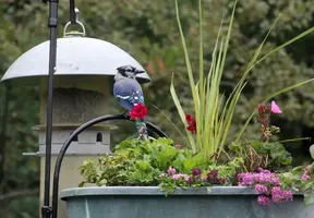 Bluejay sitting in flowers Sept 11 19.webp