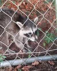 raccoon.webp