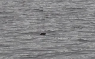 Loon ducking under water Oct 2 19.webp
