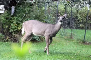 Spike buck from basement closer Oct 3 19.webp Spike buck from basement closer Oct 3 19.webp