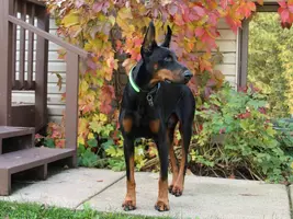 Alert by colorful vine full Oct 1 19.webp Alert by colorful vine full Oct 1 19.webp