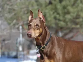 Head shot alert full Mar 18 19.webp Head shot alert full Mar 18 19.webp