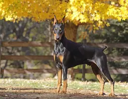 CAL RED AD7A7247.webp CAL RED AD7A7247.webp