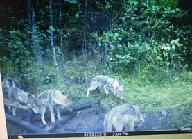 Wolves on Stretch trail camera Aug 29 19.webp