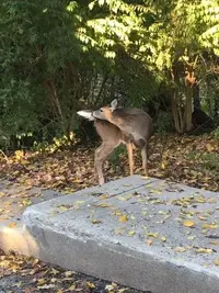 DeerCloseup.webp