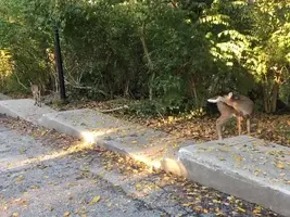 DeerCloseup2.webp