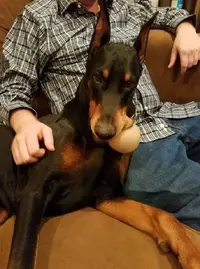 ball please.webp