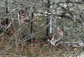 Grouse pair in flowering crab Nov 8 19.webp