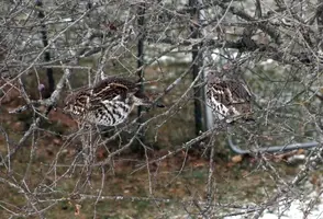 Grouse pair in flowering crab 2 Nov 8 19.webp