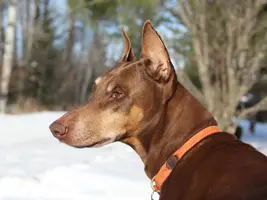 Head shot looking back full Dec 22 19.webp