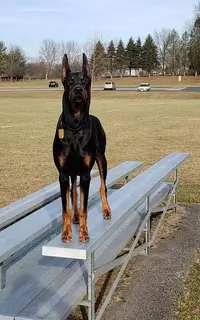 Meadowbreeze-201-12-28-StandingOnBleachers.webp