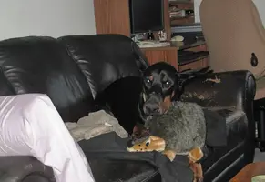 Snuggling with hedgehog cute Dec 29 19.webp