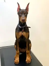 Baron at 13 weeks old.webp