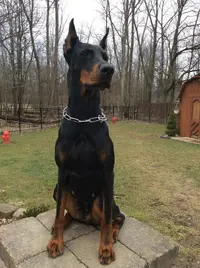 Zara 3yrs old -2.webp