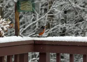 Robin on snowy deck rail closer Mar 29 20.webp