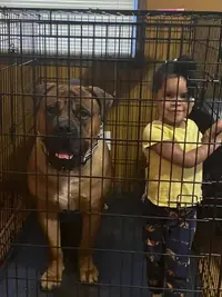 BoerboelInCrateWithChild.webp