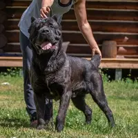 KodiakAmericana.webp