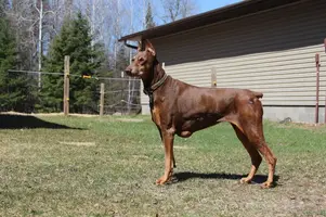 Alert by fence May 8 20.webp