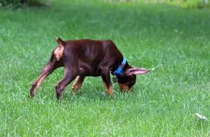 Ears sniffing grass from side Aug 17620.webp