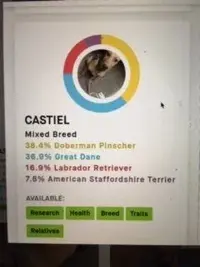 CanisPantherDNA.webp