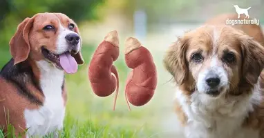 cushings-disease-in-dogs.webp