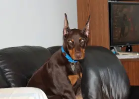 Ears on couch closer Sept 25 20.webp