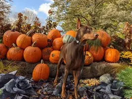 Doberman 1.webp