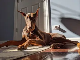 Doberman 3.webp