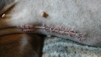6 days Post Op.webp