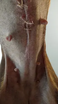 10 days Post Op.webp