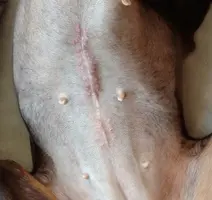 13 days Post Op1.webp