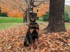 Ripley Fall All Dobermans.webp