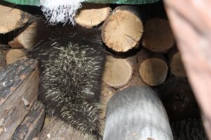 Porcupine on wood pile under tarp Oct 5 20.JPG