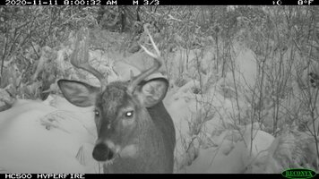 Buck head on trail cam Nov 11 20.JPG