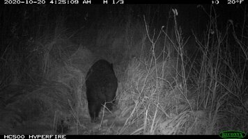 Bear from rear Oct 20 20.JPG