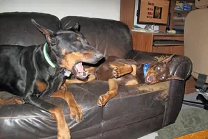 Both playing on couch Albert yawn Jan 5 21.webp
