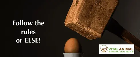 egg-hammer-brand-880x380-880x360.webp