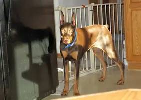 Standing by fridge with shado and reflection Jan 12 21.webp