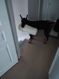 Pillow thief.webp