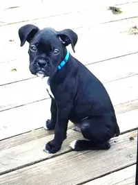 BoxerMini.webp