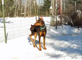 Alert in fence hind leg up Feb 16 21.webp