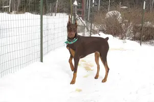 Alert in fence front leg up Feb 17 31.webp
