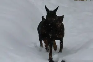 _IMG_2980-AJ-Anna-Snow-SideBySide-Cropped.webp _IMG_2980-AJ-Anna-Snow-SideBySide-Cropped.webp