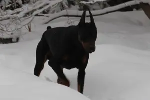 _IMG_3013-AJ-Snow_Stalking-Cropped.webp _IMG_3013-AJ-Snow_Stalking-Cropped.webp