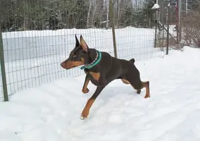 Leaping in fence intense Feb 22 21.webp Leaping in fence intense Feb 22 21.webp