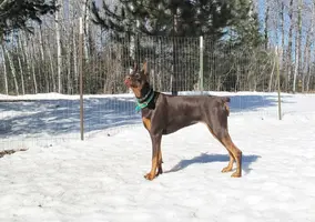 Standing in fence sniffing air Mar 4 21.webp