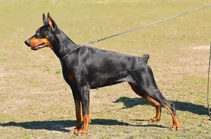 doberman-pinscher-portrait-photo.webp