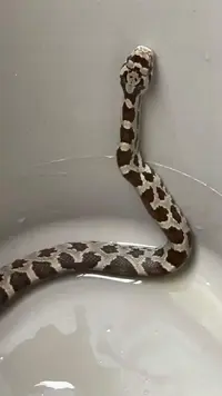 bull or rat snake.webp